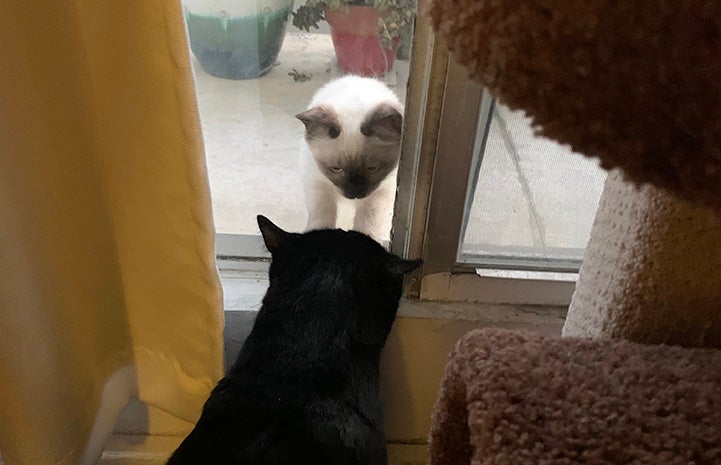 Kent looking at another cat outside the door